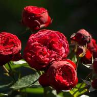 Роза английская Ред Пиано (кустовая)